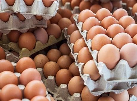 İngiltere'de salmonella kabusu: İthal yumurtalardan yayılan salgında 1 kişi hayatını kaybetti